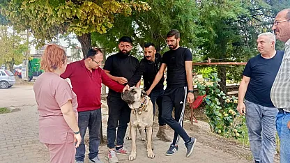 Başmakçı'da Evcil Hayvanlar Kimliklendiriliyor