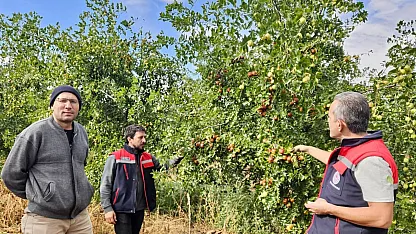Başmakçı'da Hünnap Üretimi Tarımsal Çeşitliliğe Katkı Sağlıyor