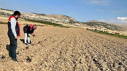 Bolvadin'de Tarım Arazileri Tespit Çalışması Sürüyor