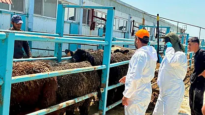 Çay'da İthal Besilik Hayvanlara Sağlık Kontrolü