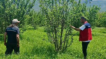 Çay'da Planlı Üretim Yapılan Araziler Kontrol Ediliyor