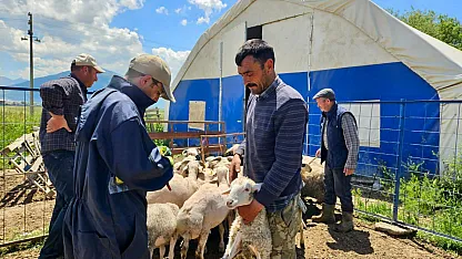 Çay Ve Sultandağı'nda Küçükbaş Hayvanlar Aşılandı