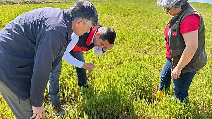 Hububatta Görülen Süne Ve Diğer Zararlılara Karşı Kontroller Başladı