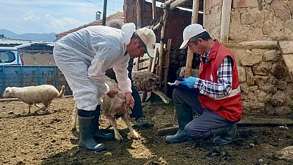 Küçükbaş Hayvan Islahı Projesinde Kuzu Tespitleri Yapıldı