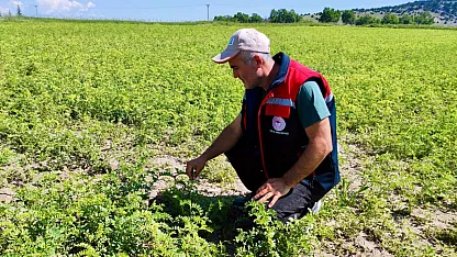 Sandıklı'da Doludan Etkilenen Alanlar İncelendi