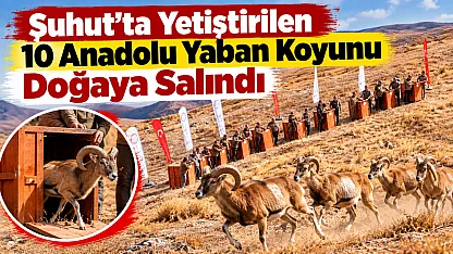 Şuhut'ta Yetiştirilen 10 Anadolu Yaban Koyunu Doğaya Salındı