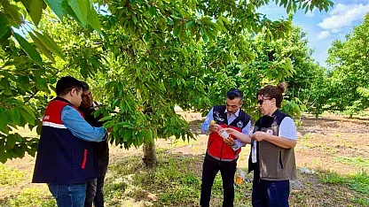 Sultandağı'nın Organik Kirazı Sirke İle Korunuyor