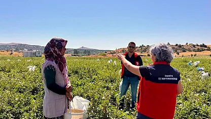 Turşuluk Salatalık Hasadı Sürüyor