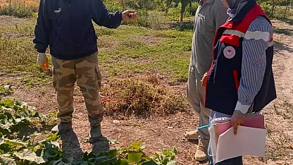 Turşuluk Salatalık Üretim Alanlarında Tarım İlacı Kontrolleri Sürüyor
