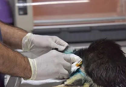 Distal Oblik Kırığı Tespit Edilen Kedi 2 Saatlik Operasyon İle Sağlığına Kavuştu