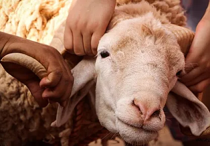 Kurban Bayramı'nda Halk Sağlığı İçin Neler Yapılmalı?
