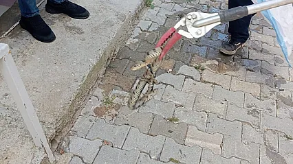 Afyon'da Eve Giren Yılan Paniğe Neden Oldu