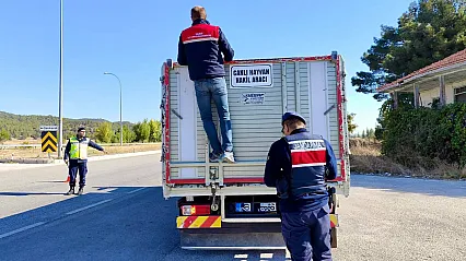 Afyon'da Hayvan Taşıyan Araçlar Tek Tek Durduruluyor!