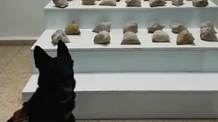 Afyonkarahisar Dahil 23 İlde Zehir Tacirlerine Darbe