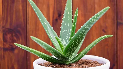Aloe Vera Nasıl Çoğaltılır?