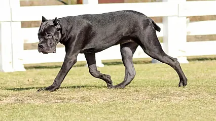 Cane Corso Nasıl Bir Irktır?