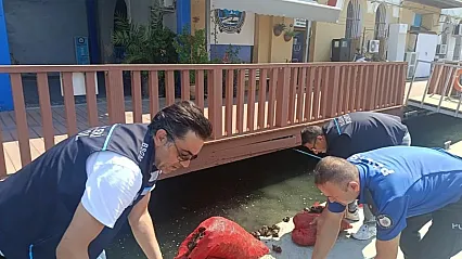 İzmir'de 560 Kilo Kara Midye Ele Geçirildi
