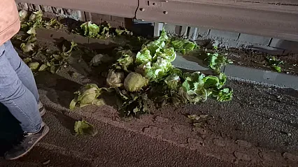 Kontrolden Çıkan Marul Yüklü Kamyonet Yan Yattı