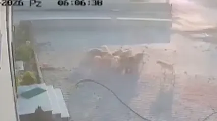 Köpekler, Başka Köpeğe Saldırdı