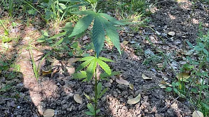 Ormanlık Alana Ektiği Kenevirleri Sularken Yakalandı