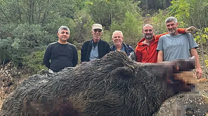 Üreticilerin Kabusu 350 Kiloluk Dev Domuz Avlandı!