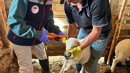 Afyon'da Küçükbaş Hayvanlar Küpeleniyor