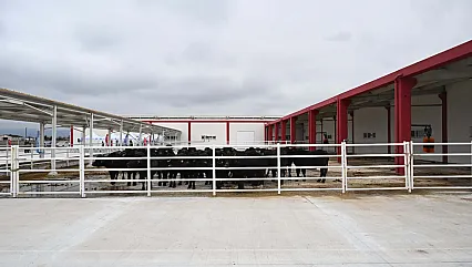 Afyon'da Manda Sütü Devrimi! AMANDA'nın Üretim Kapasitesi Katlandı