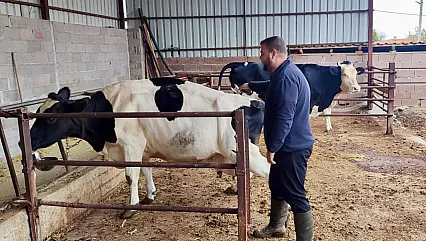 Afyon'un 4 İlçesinde Büyükbaş Hayvanlara Şap Aşıları Yapılıyor