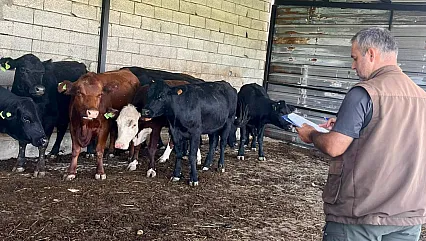 Afyonkarahisar'da 'Kırsalda Bereket Büyükbaşa Destek' Projesi Sürüyor
