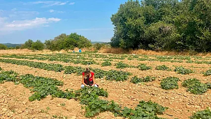 Dazkırı'da Alternatif Ürünler İçin Saha Çalışması