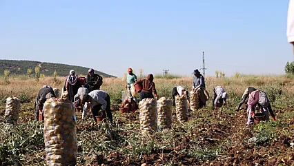 Hasadı Başlayan Patates Fiyatıyla Üreticilerin Yüzünü Güldürdü