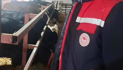İthal Hayvanların Bulunduğu İşletmelerde Kontroller Sürüyor