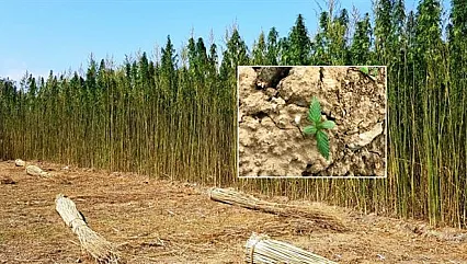 Kenevir Üretiminde Afyon'a Bir İyi, Bir Kötü Haber