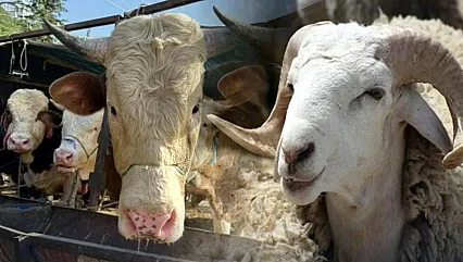 Kurbanlıklar Kaç Para? Kurbanlık Fiyatları Belli Oldu