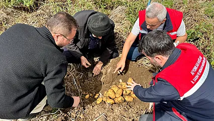 Patateste Hasat Süreci Sahada Takip Ediliyor