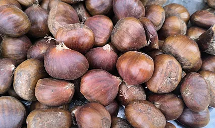 Afyon'da Kestane Fiyatıyla Yüzleri Güldürdü