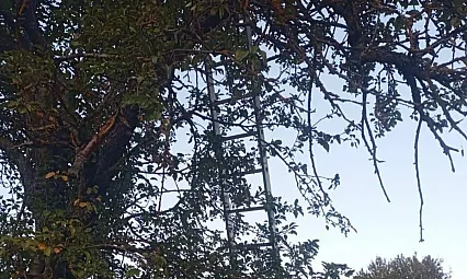 Ağaçtan Düşerek Ağır Yaralanmıştı, Acı Haber Geldi