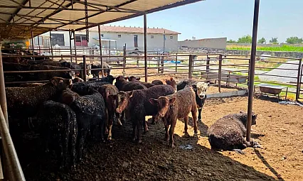Besilik Sığırlara Yönelik Kontrol Ve Denetimler Sürüyor