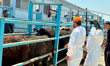 Çay'da İthal Besilik Hayvanlara Sağlık Kontrolü