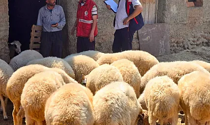 Halk Elinde Küçükbaş Islah Projelerinde Koyun Tespit Çalışmaları Devam Ediyor