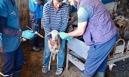 Hayvan Sağlığının Korunması Amacıyla Başlatılan Çalışmalar Sürüyor