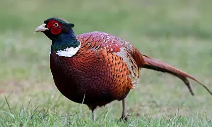 Sülün Kuşu Eti Yenir Mi?