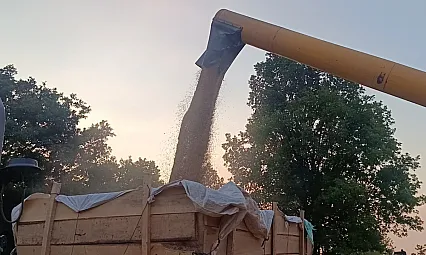 Tarım Şehri Bilecik'te Arpa Ve Buğday Bereketi