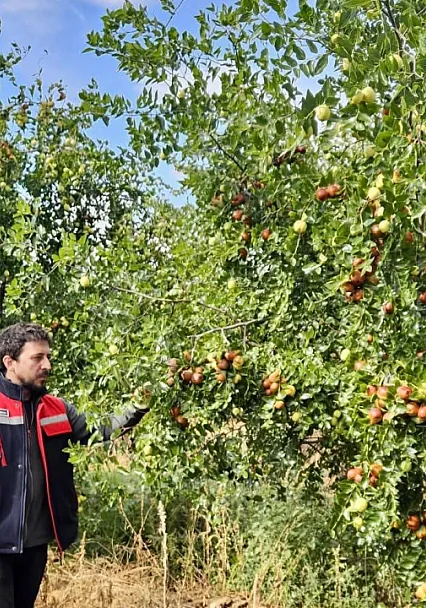 Başmakçı'da Hünnap Üretimi Tarımsal Çeşitliliğe Katkı Sağlıyor