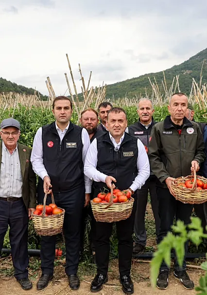 Domates Hasadında Rekolte Dikkat Çekti