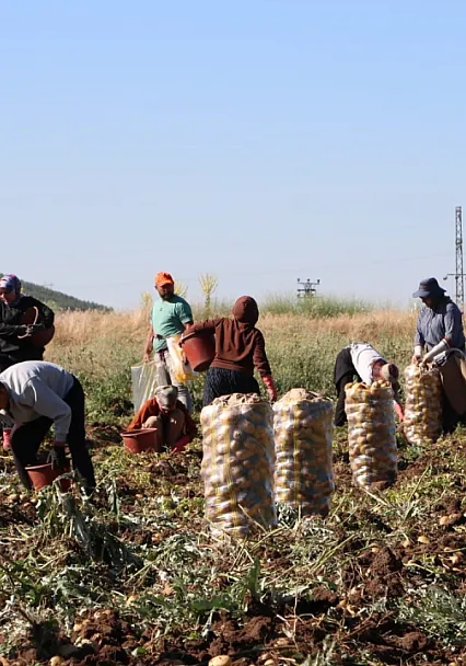 Hasadı Başlayan Patates Fiyatıyla Üreticilerin Yüzünü Güldürdü
