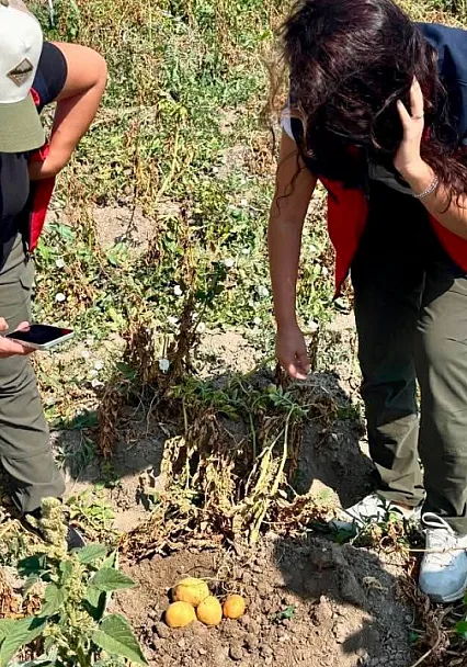 Patates Üretiminde Verimin Arttırılması İçin Kontroller Sürüyor