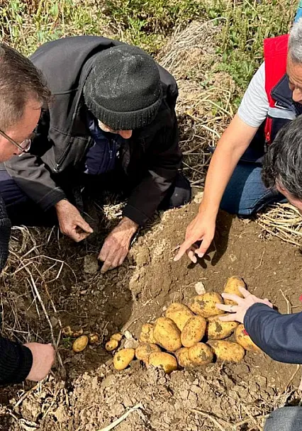 Patateste Hasat Süreci Sahada Takip Ediliyor