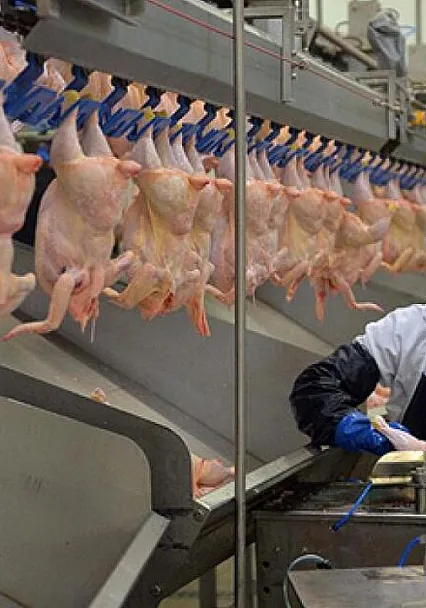 Tavuk Eti İhracatına Ramazan Ayarı