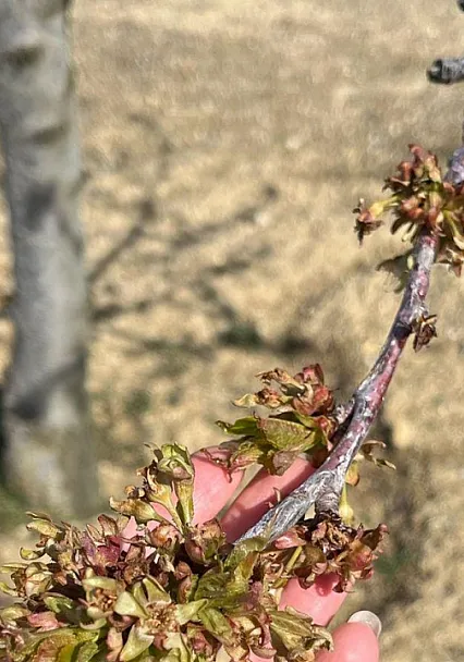 Zirai Don Desteklemeleri Çiftçiye Can Simidi Oldu